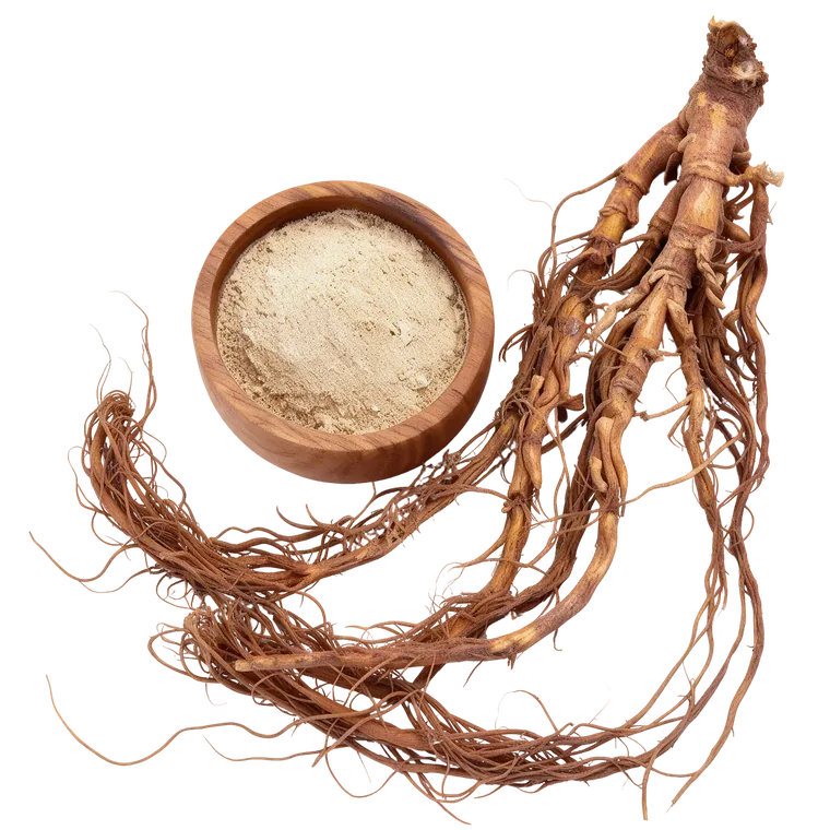 Raíz y polvo de cimicífuga (cohosh negro)